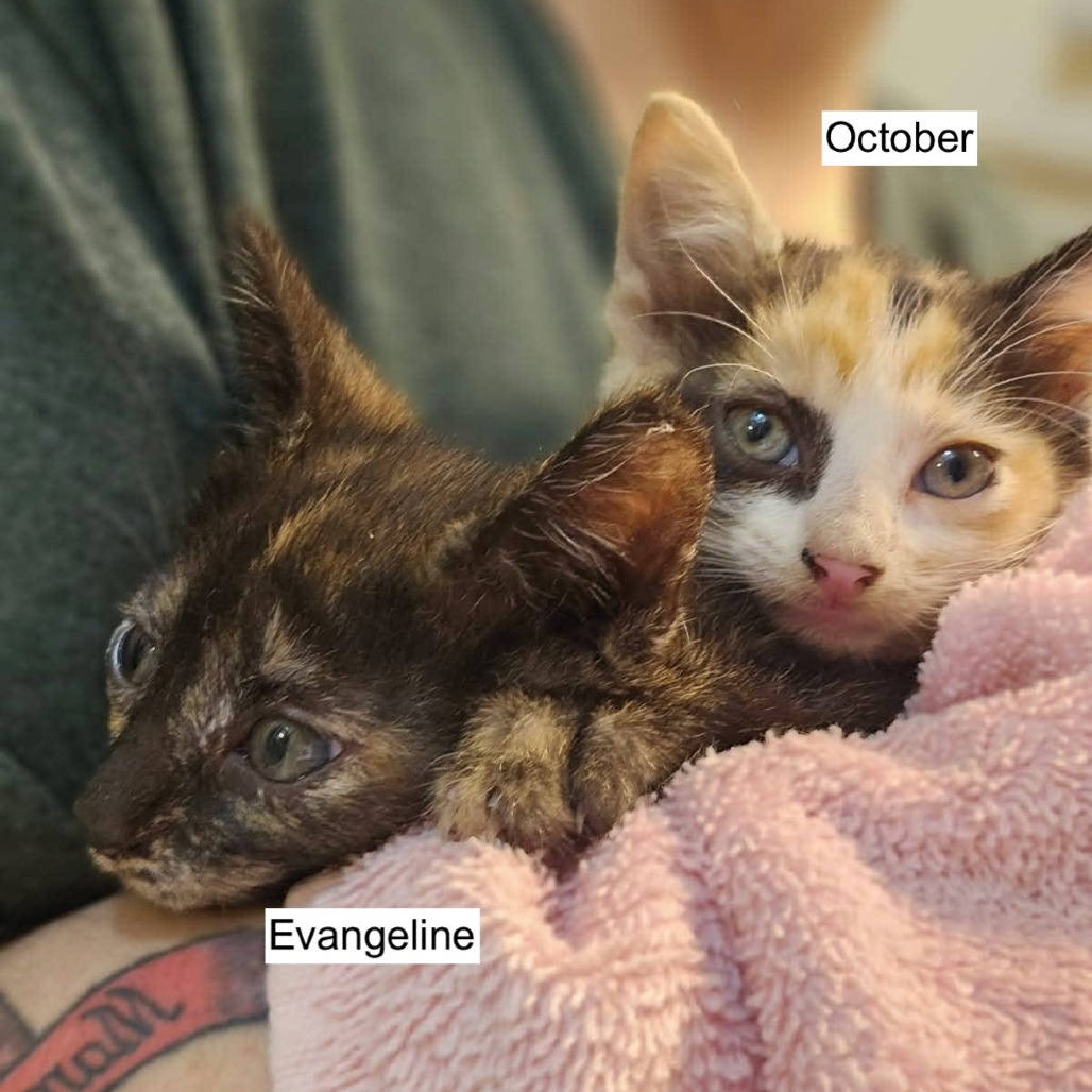 EVANGELINE - Domestic Shorthair available for adoption