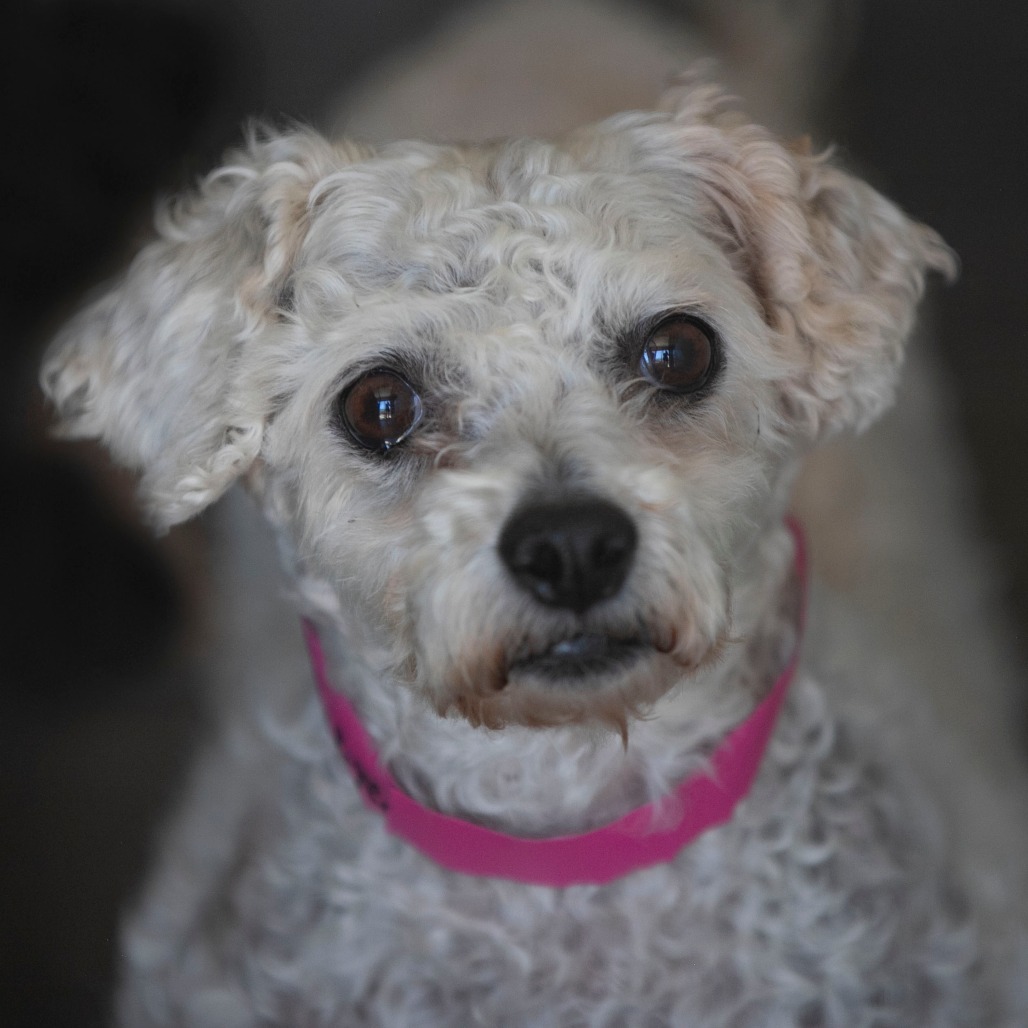 Tracey (AP26-67), photo 14