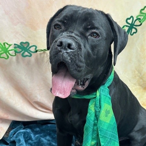 BETTY - Mastiff / Cane Corso available for adoption