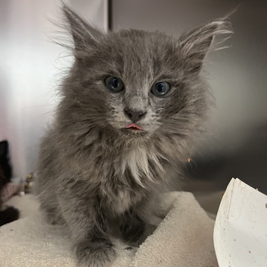 JINX (ADOPTION PENDING) - Domestic Longhair available for adoption