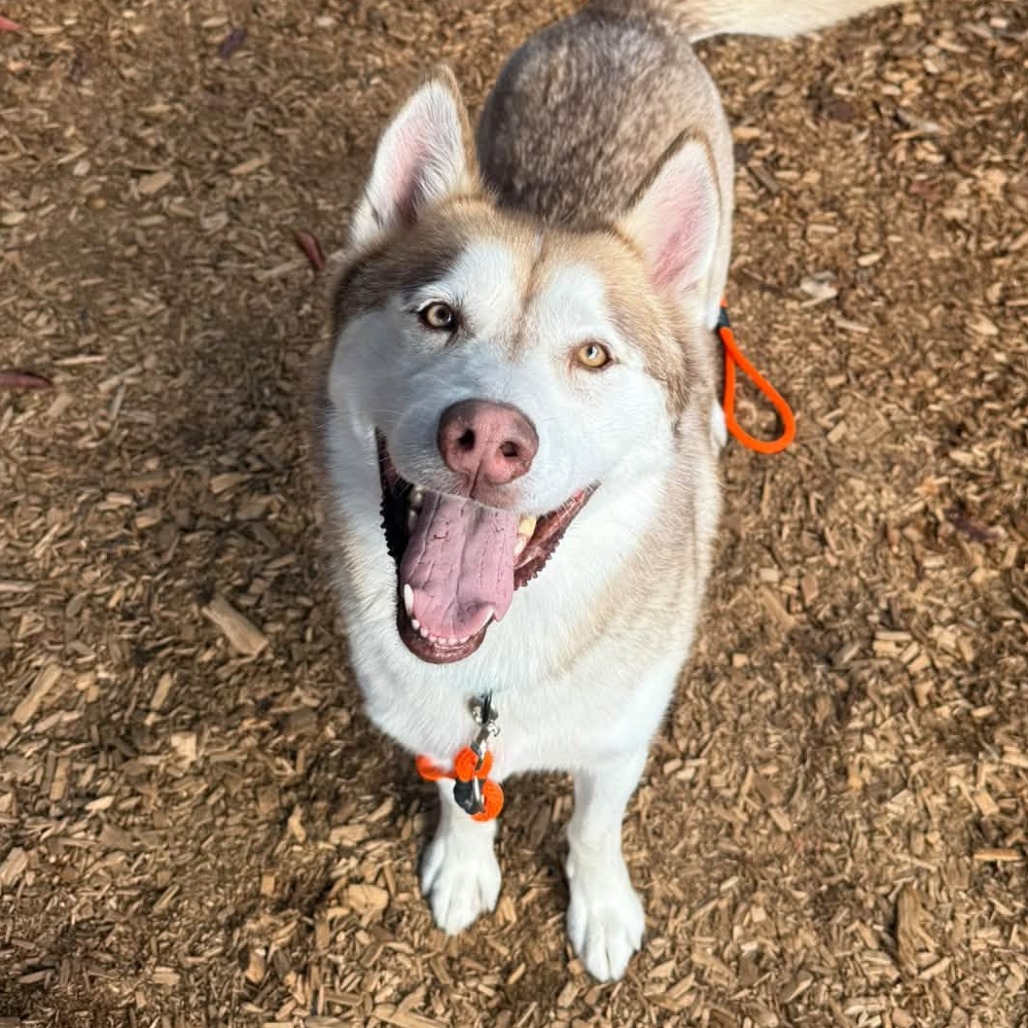 Niko