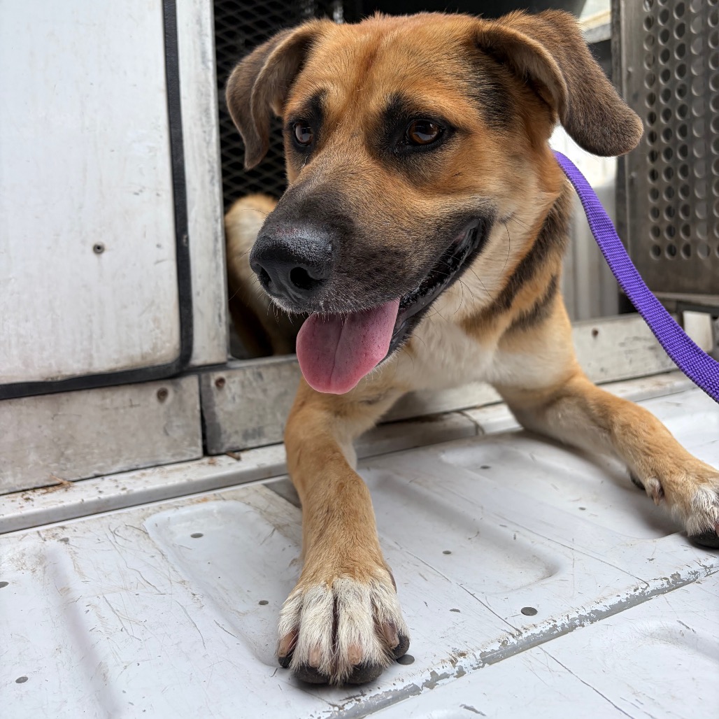 WINSTONIE - Shepherd available for adoption