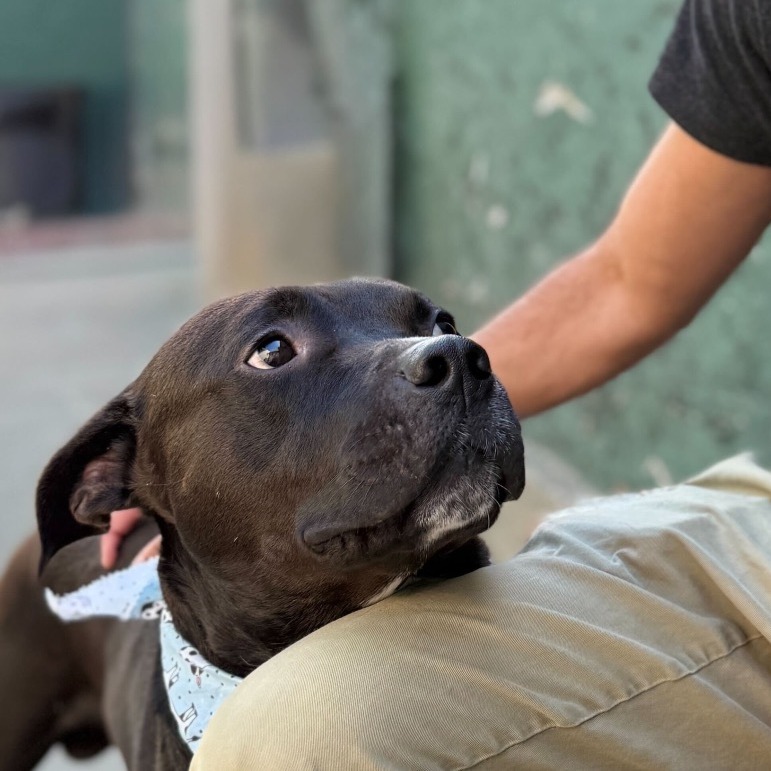 Kettle — thumbnail 5