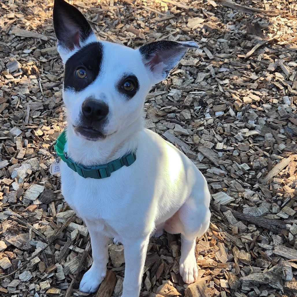 Gizmo, photo 14