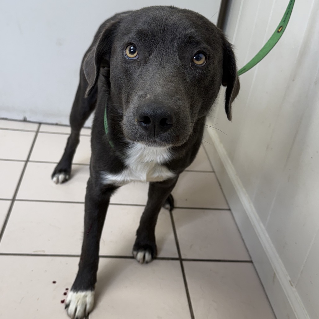 Tusc Stray 83211 2 3