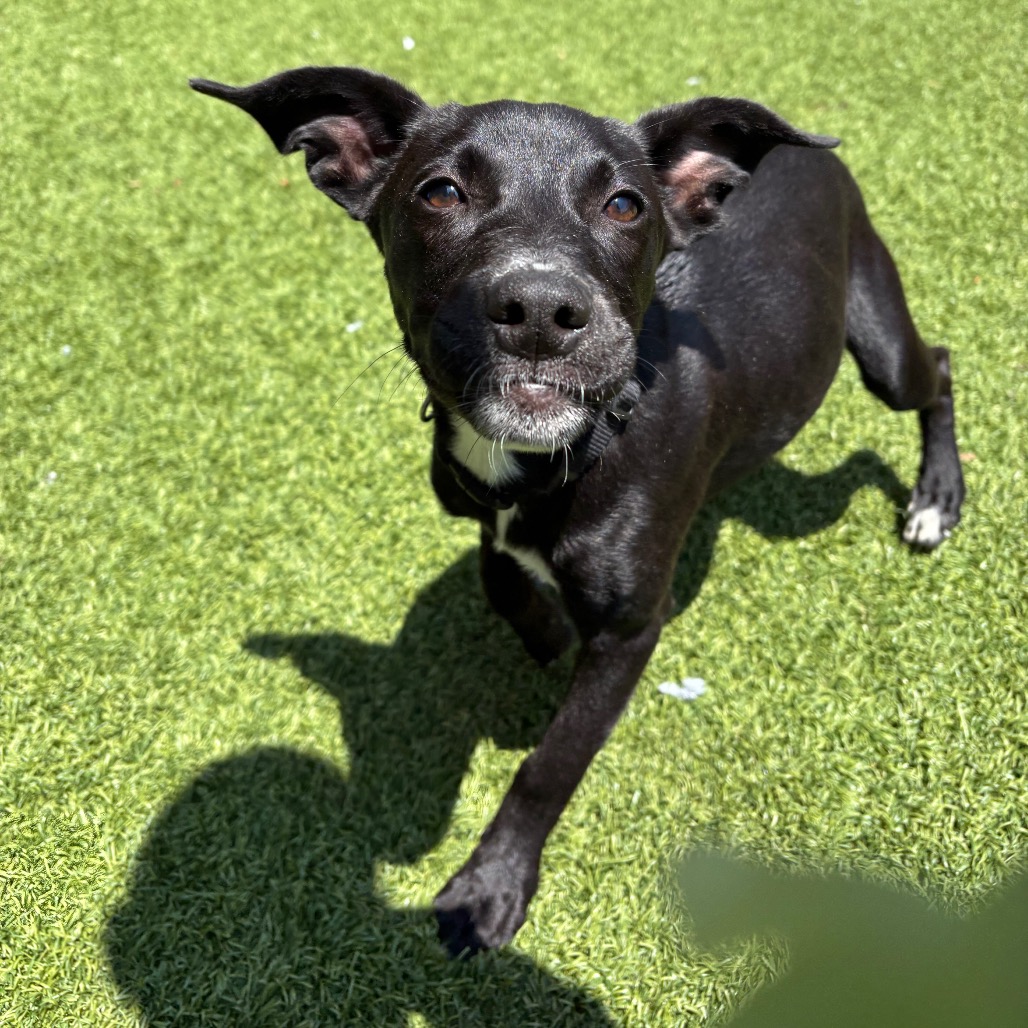 AQUAMARINE - Mixed Breed (Medium) available for adoption