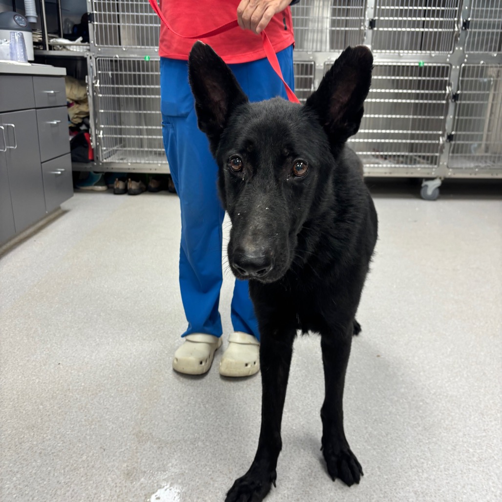 BERRY - Shepherd / Mix available for adoption