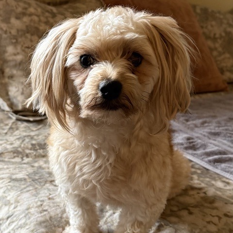 Animal namedCosmo