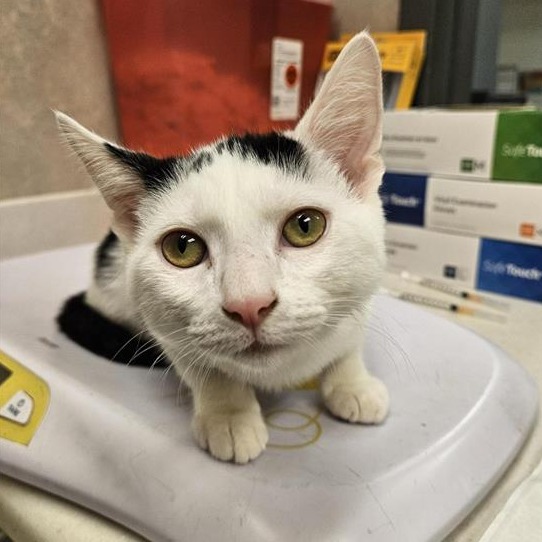 PREA - Domestic Shorthair available for adoption