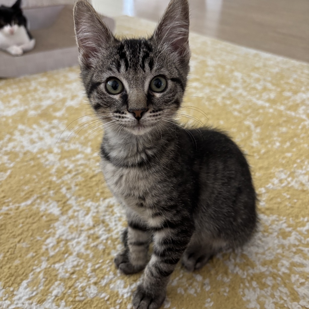 MEENY - Domestic Shorthair available for adoption