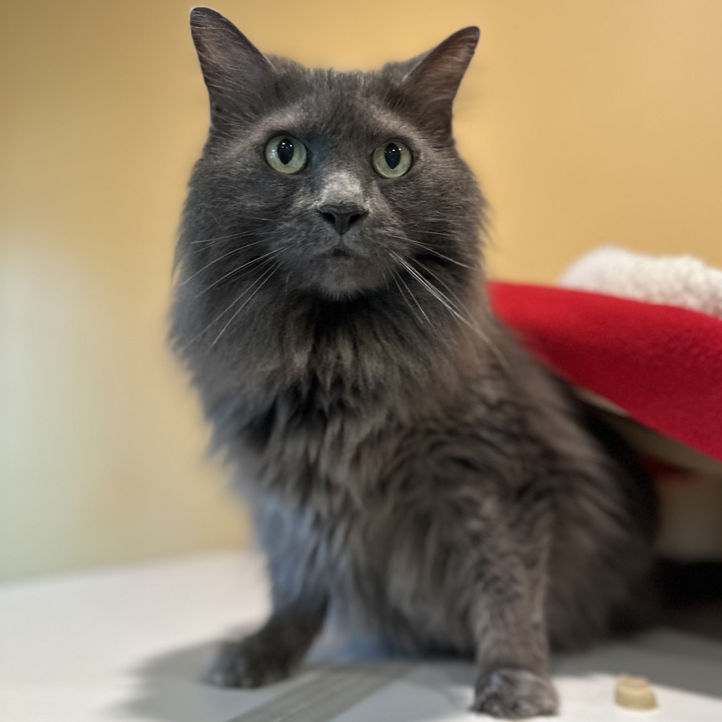 MR. FLOOF - Domestic Longhair available for adoption