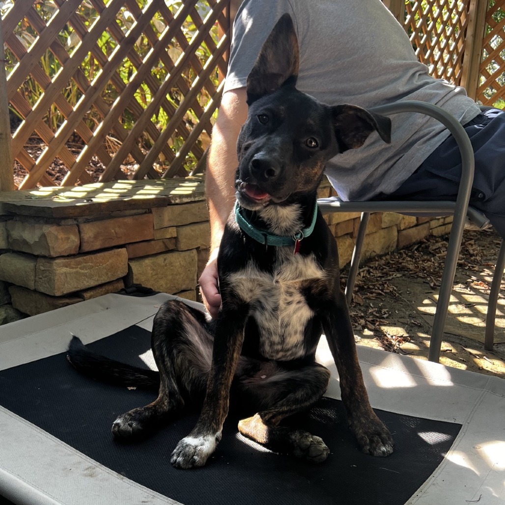 Buckee, photo 8