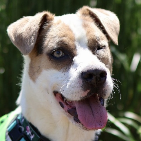 Mixed Breed