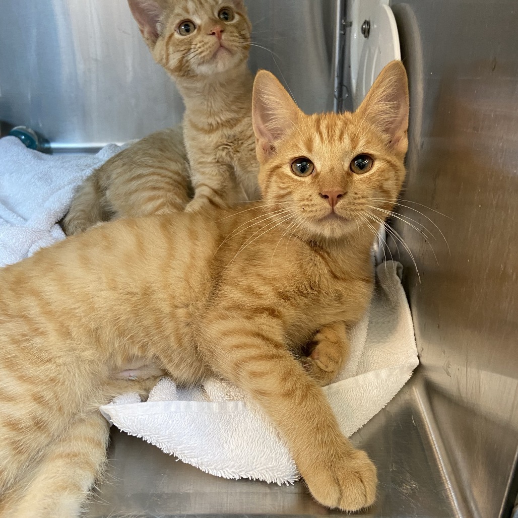 MESSI - Domestic Shorthair available for adoption