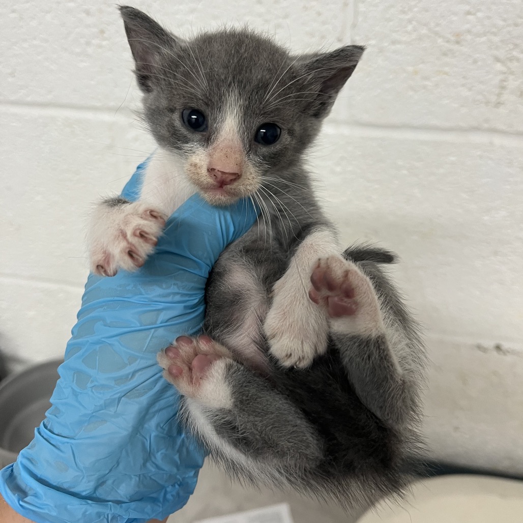 JOKER - Domestic Shorthair available for adoption