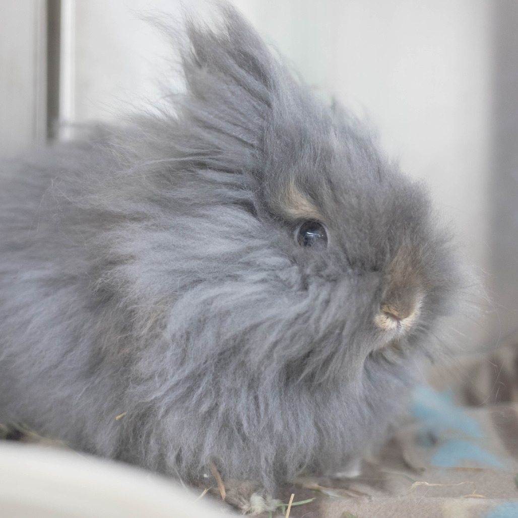Poppy, photo 8