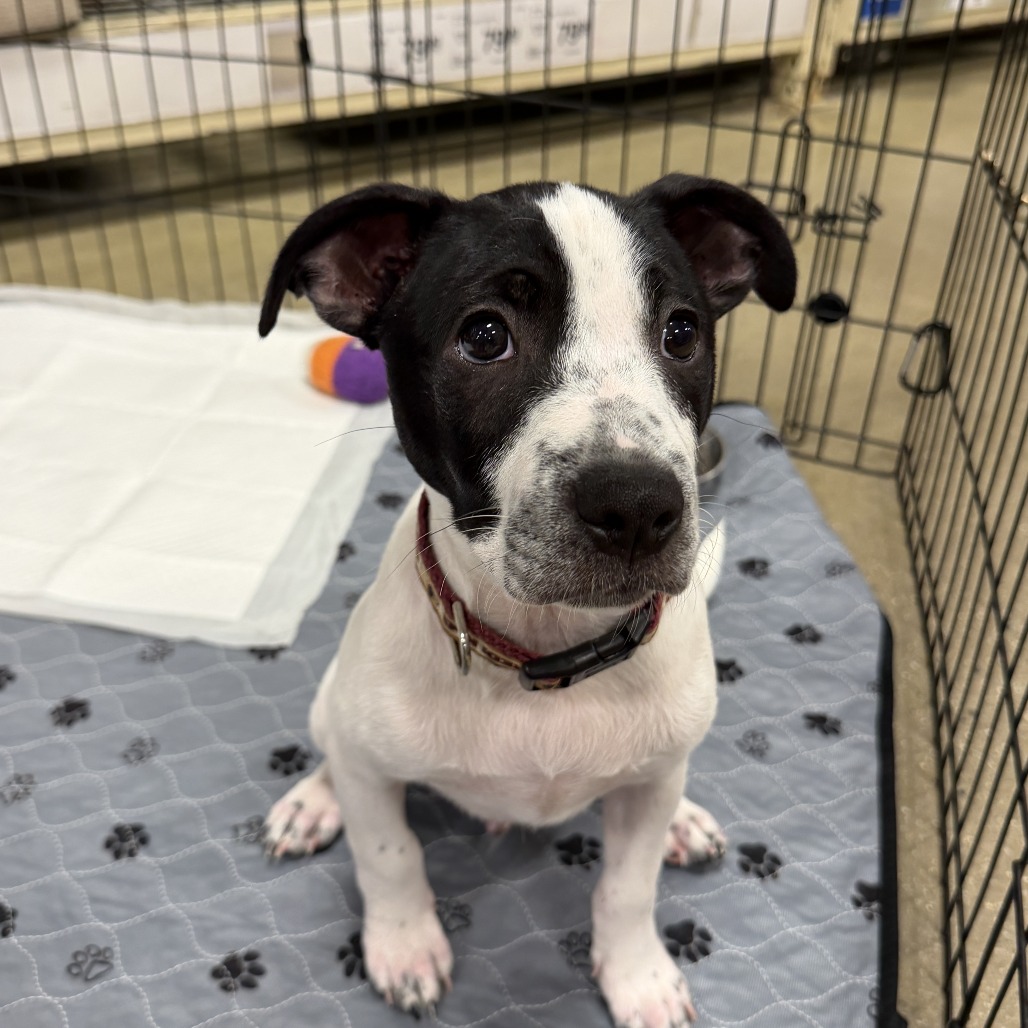 Petey, photo 6
