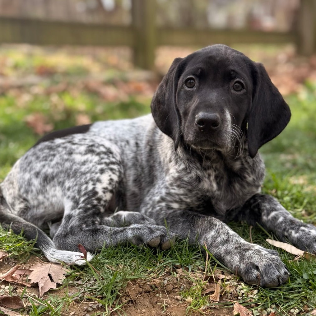 CALLIE - Retriever, Black Labrador / Pointer, German Shorthaired available for adoption