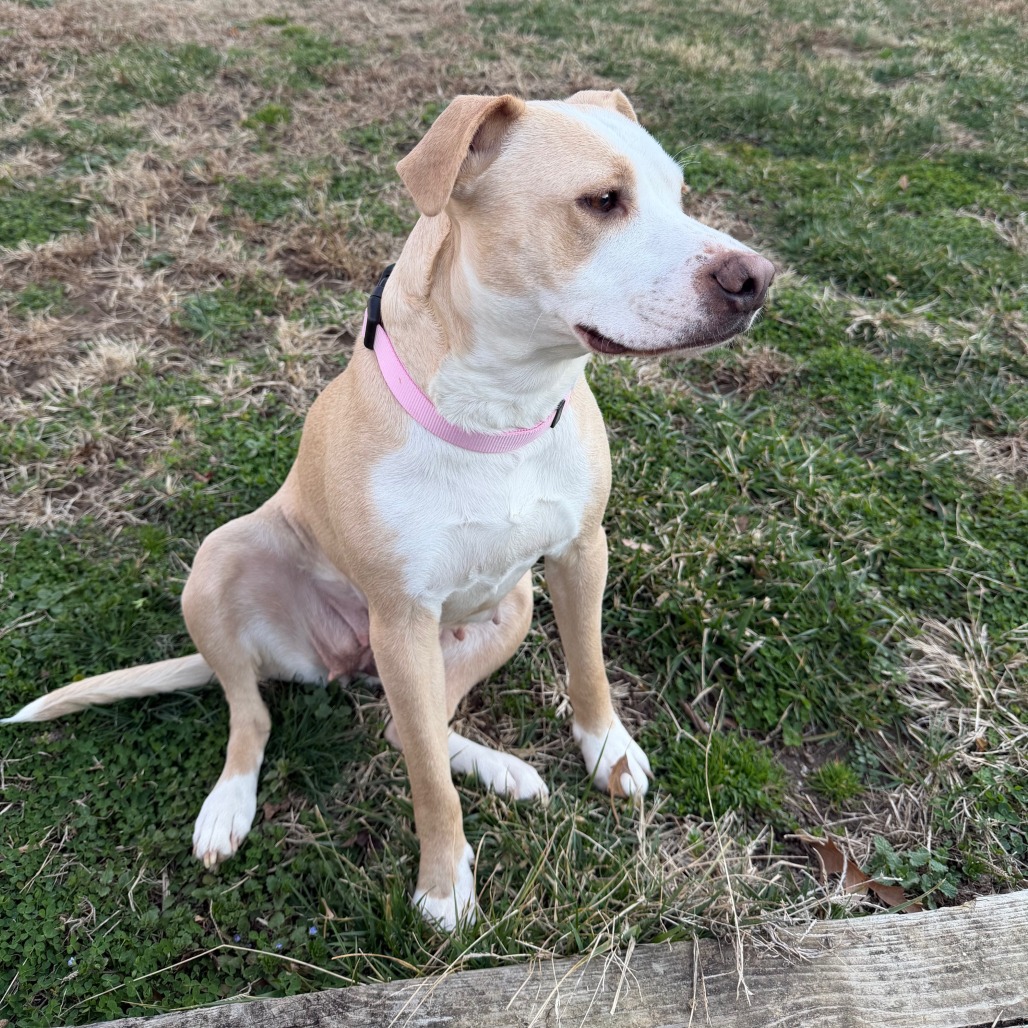 Henrietta — thumbnail 3