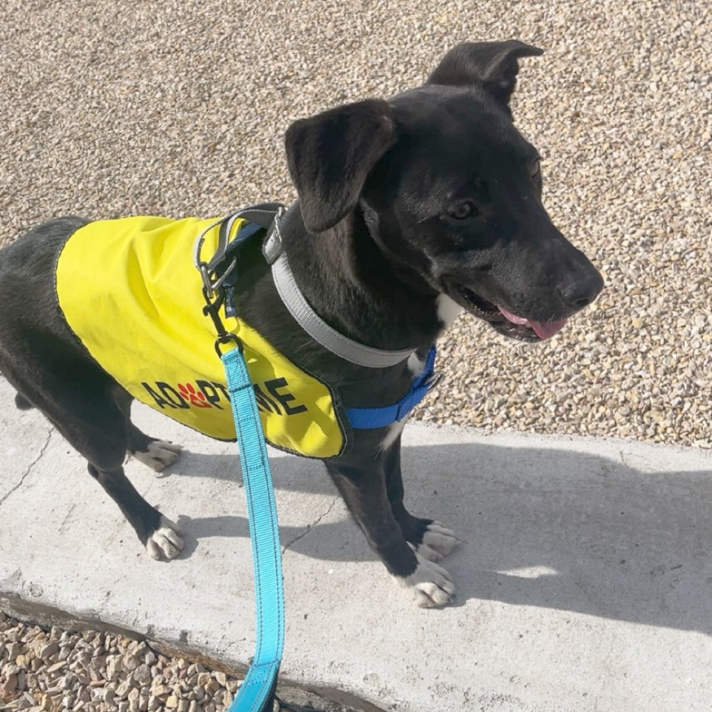 Gabby is available for adoption at The Animal Services Center