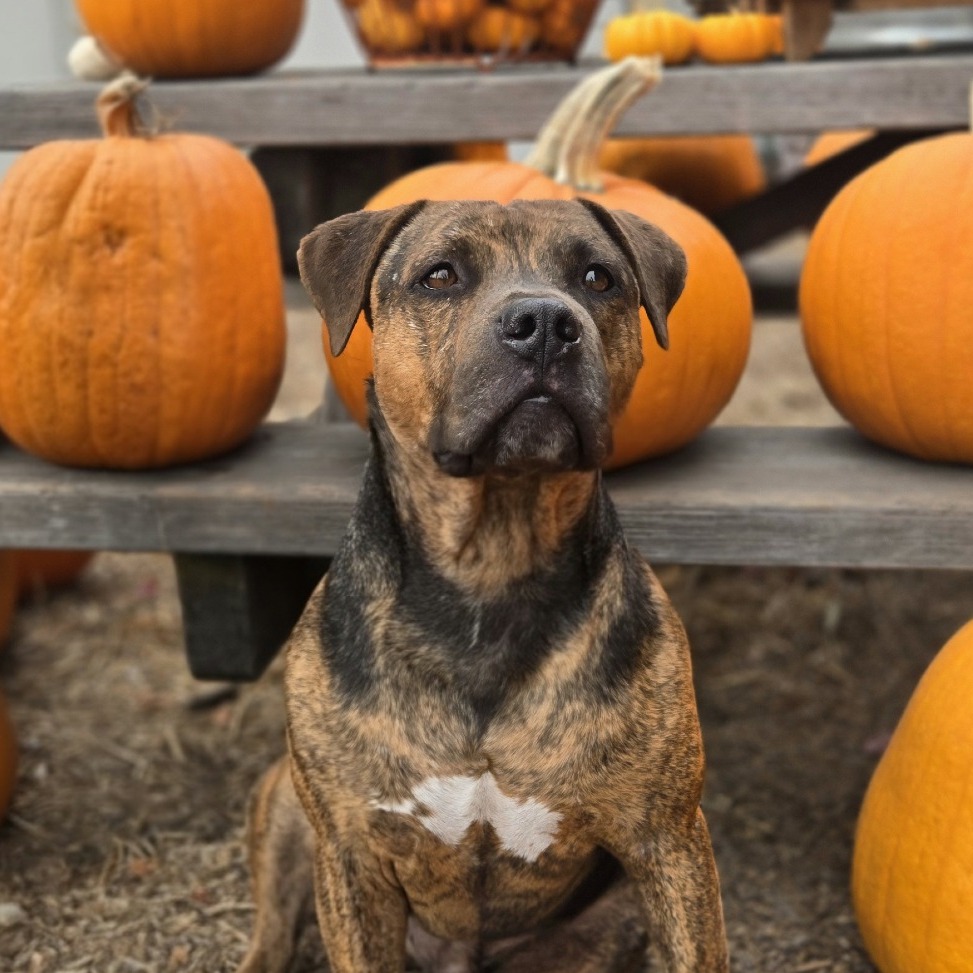 PUGSLEY - Mixed Breed (Medium) / Terrier, Pit Bull available for adoption