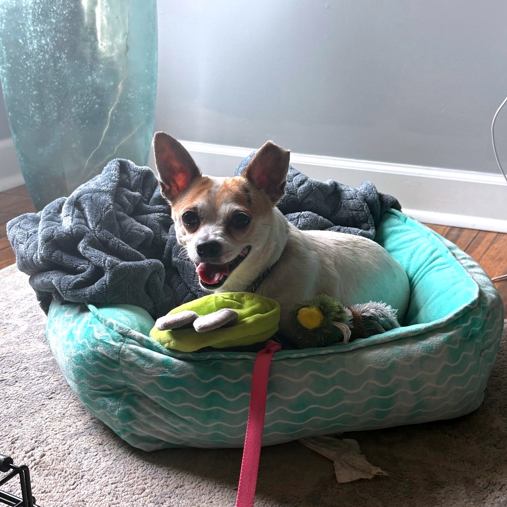 EGGSY (IN FOSTER) - Chihuahua available for adoption