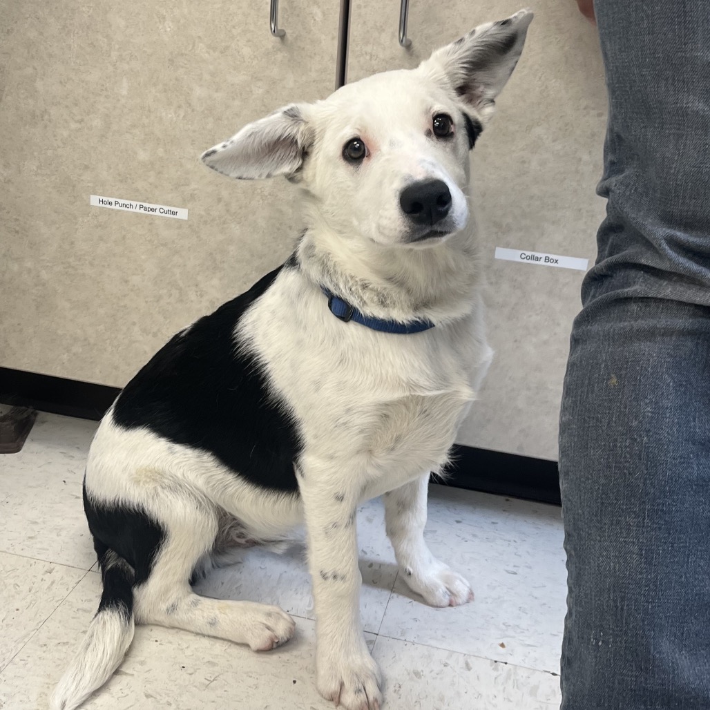 Bruno — thumbnail 4