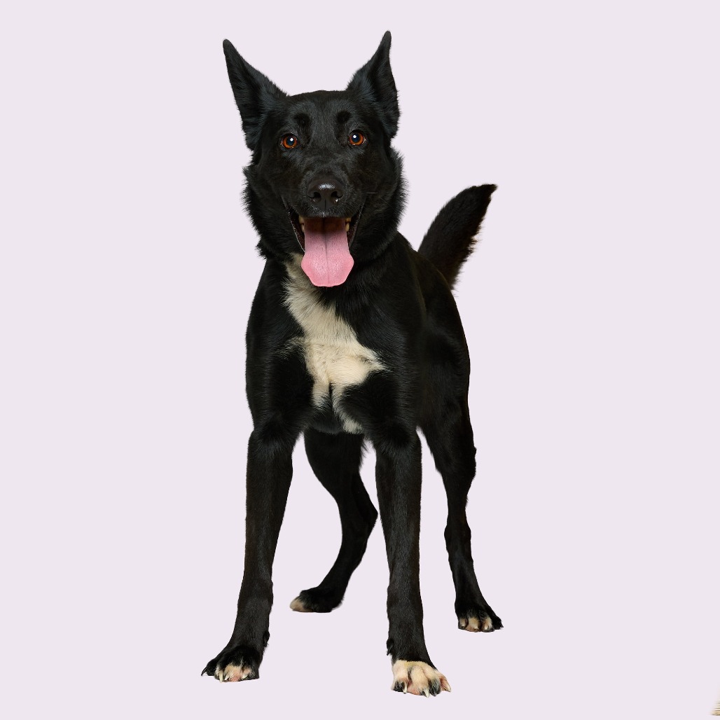 Daisy — thumbnail 3