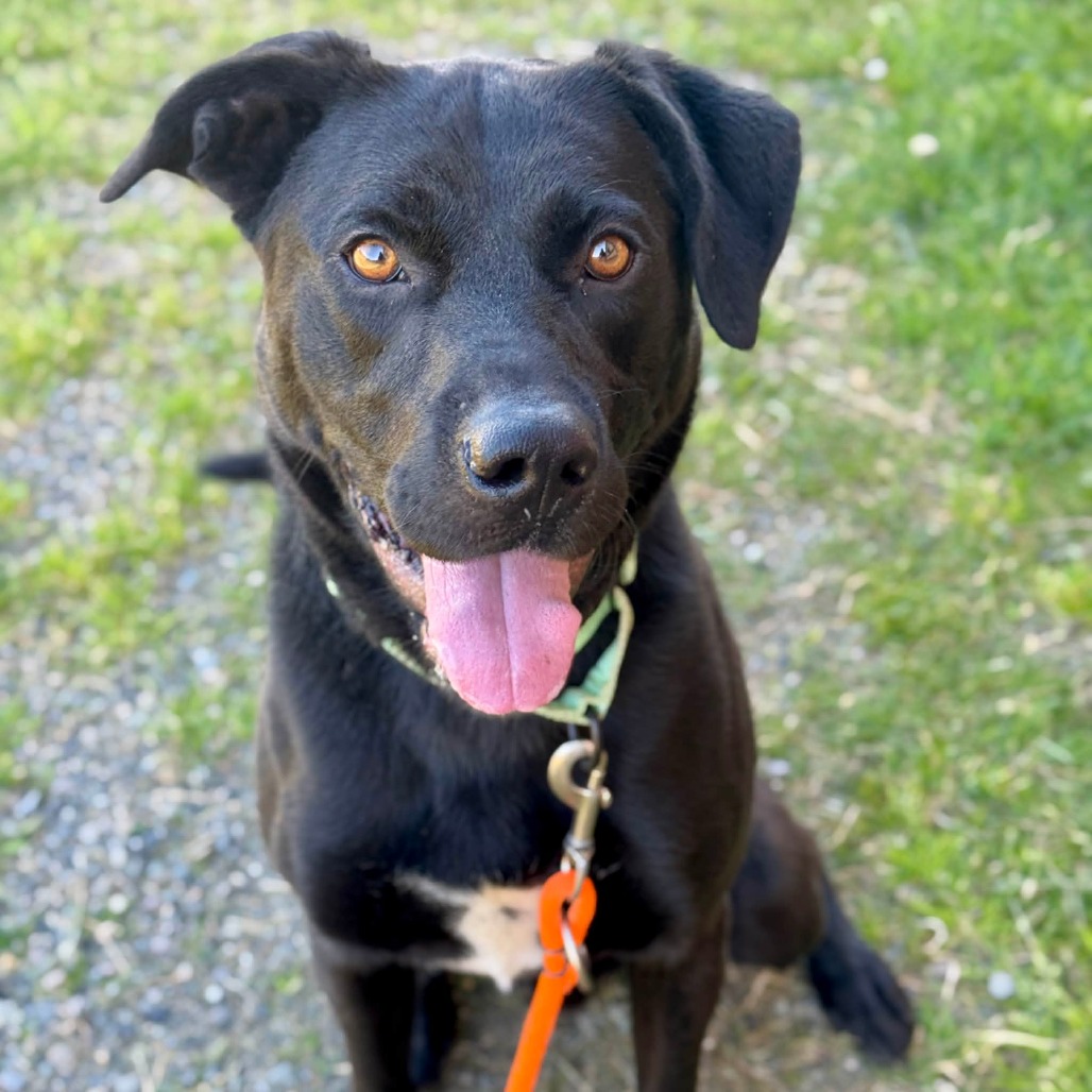 Labrador Retriever