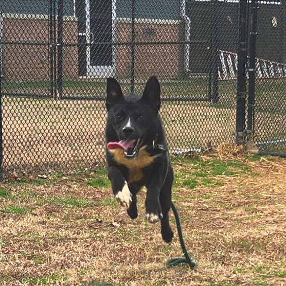 Cody — thumbnail 11