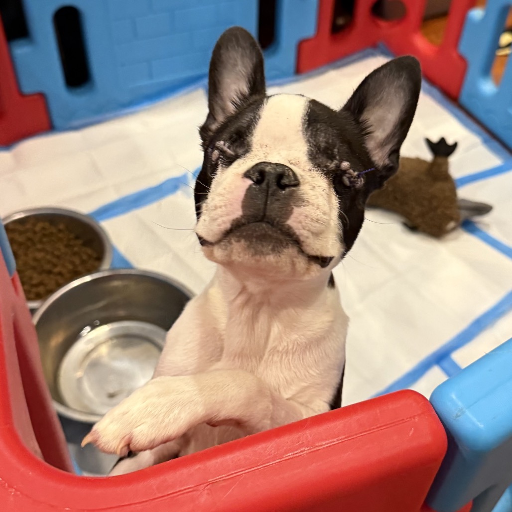 Beans - Phoenix Animal Rescue