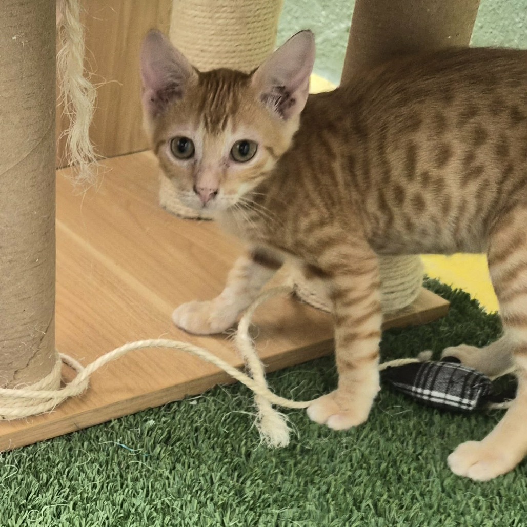 FLASH - Domestic Shorthair for adoption in Las Cruces