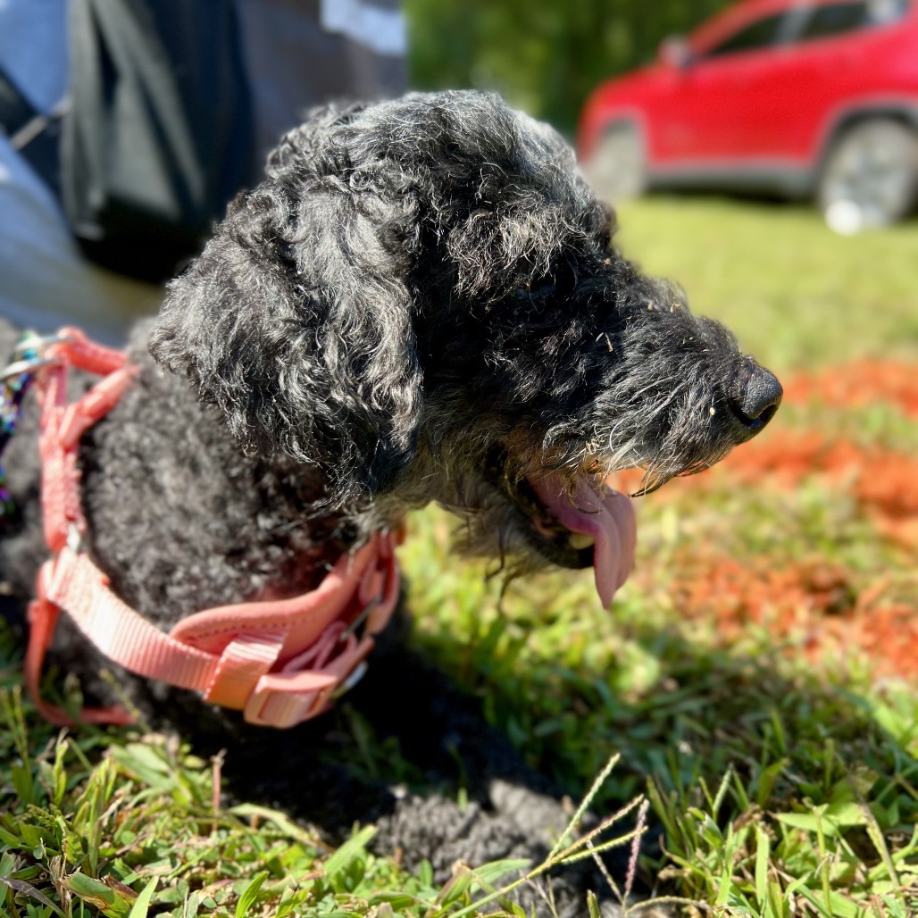 Willow (Whoopie), photo 2