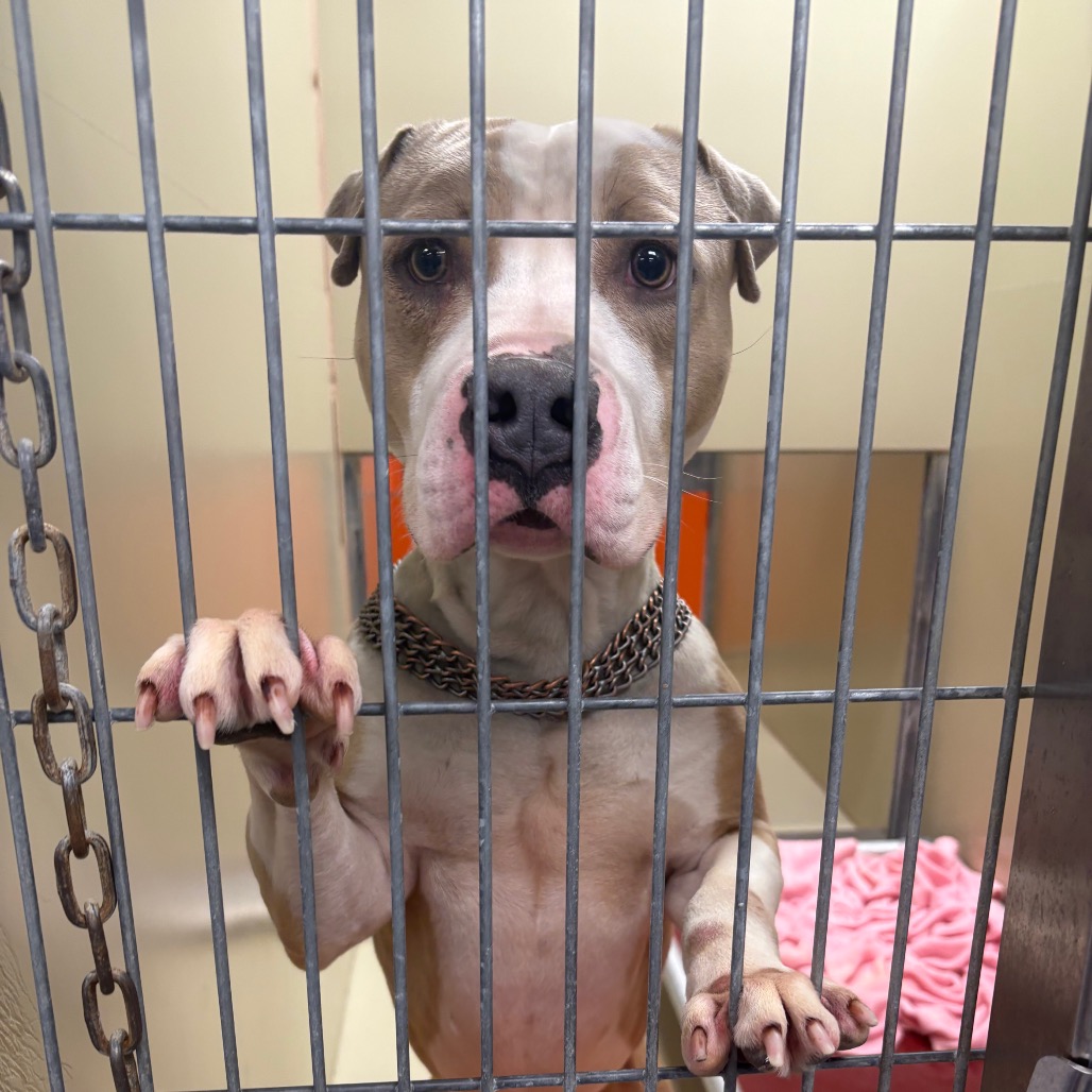 Wombat — thumbnail 3