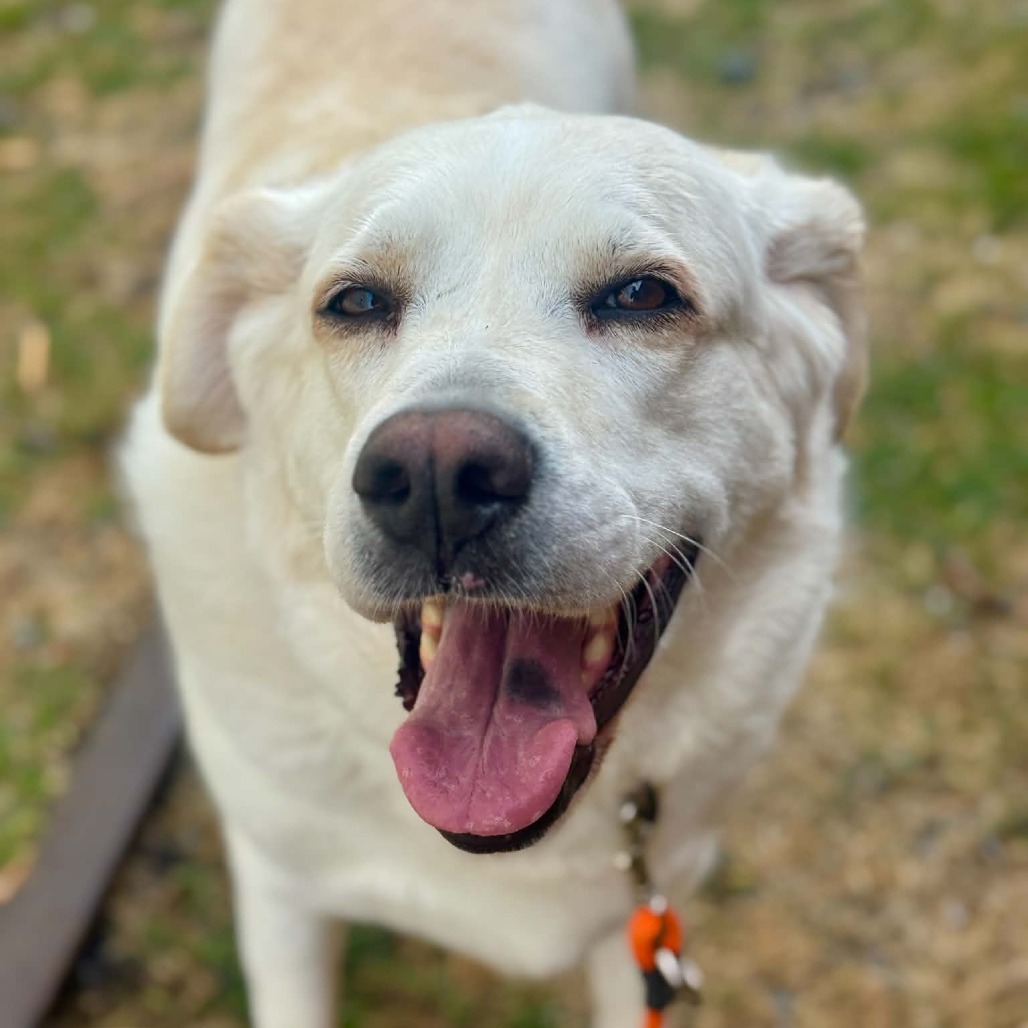 Labrador Retriever