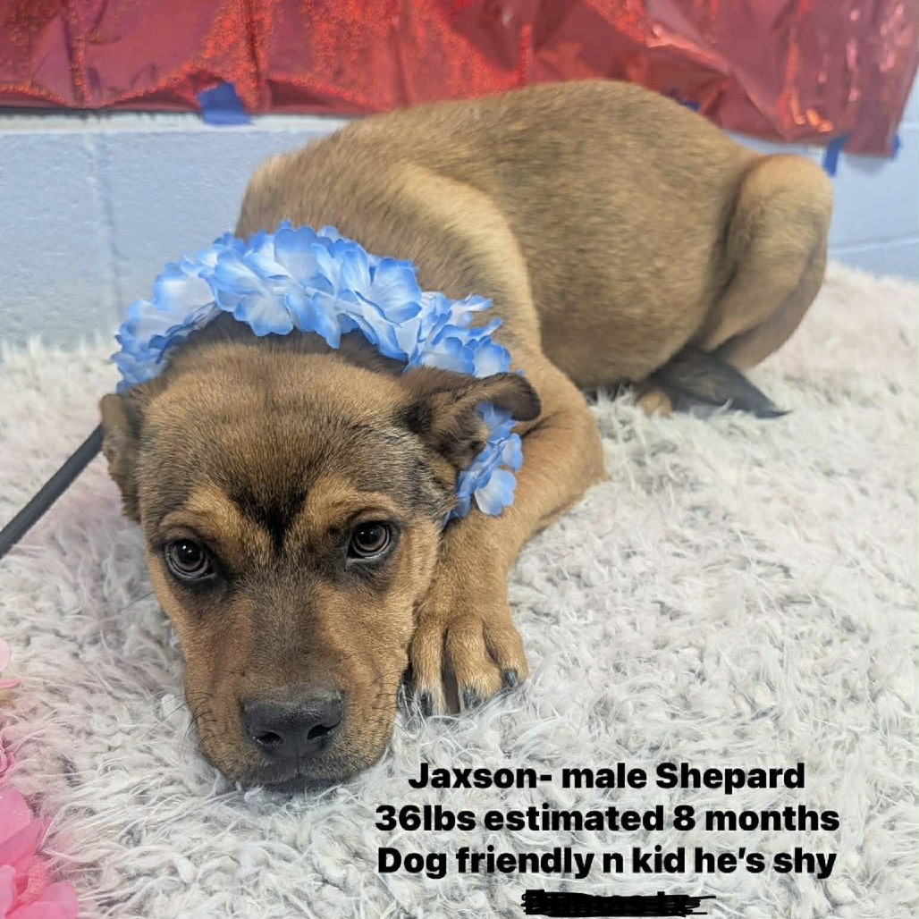 Jaxson