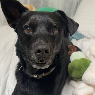 Chad, available for adoption at PVAS