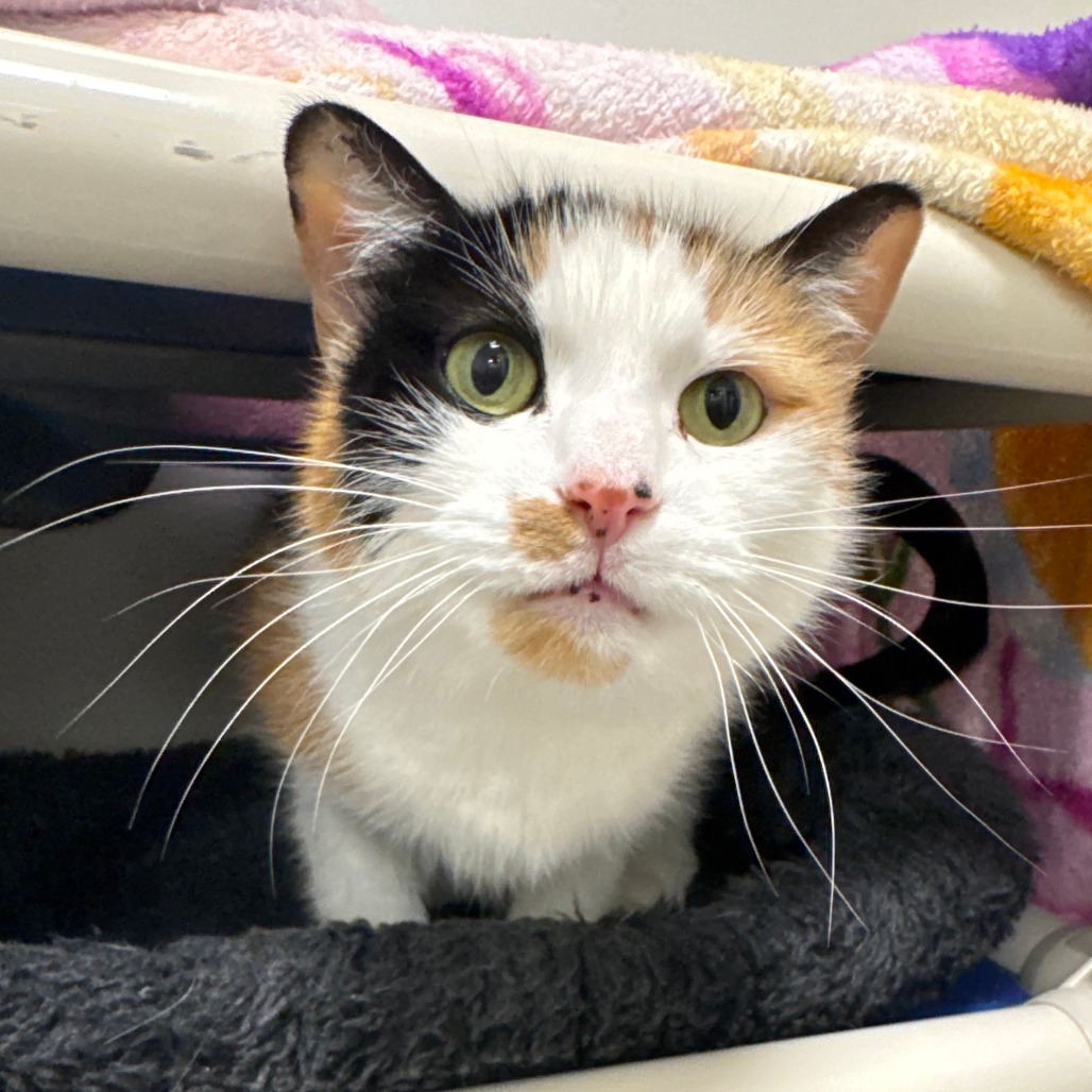 0cd2e04c244dac8f2cfb1b0ca629a940