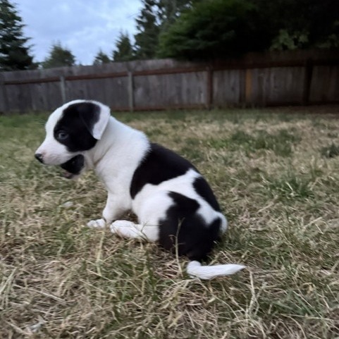 Terrier