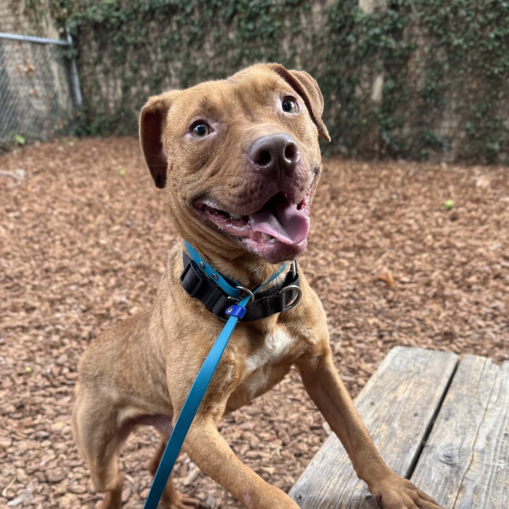 Cashew — thumbnail 5