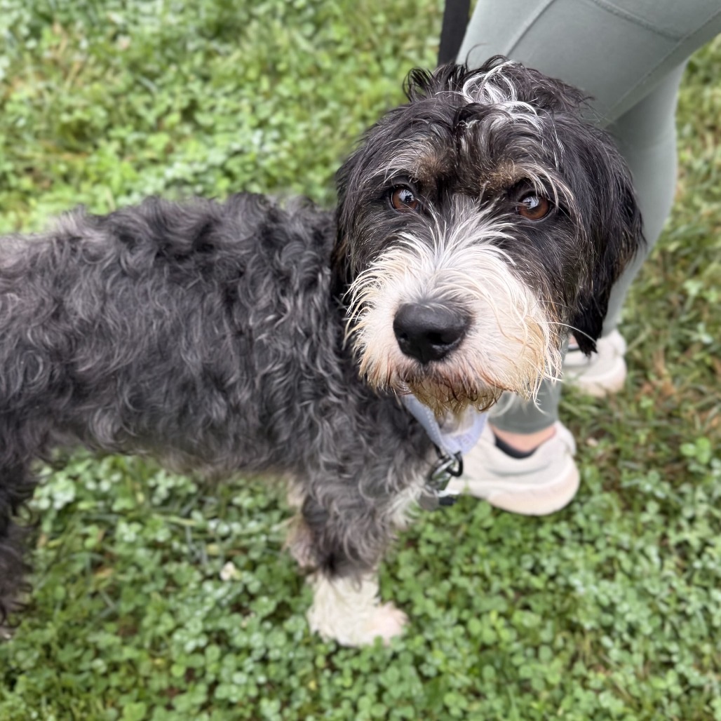 DARBY - Schnauzer / Terrier available for adoption