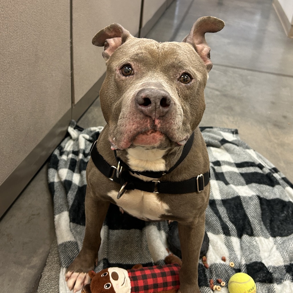 Photo of Blueberry Jam 11