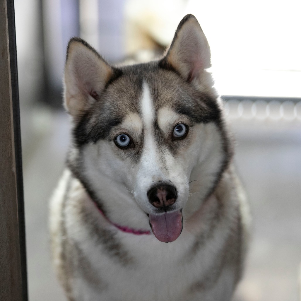 Daisy Jane (MR26-325), photo 10