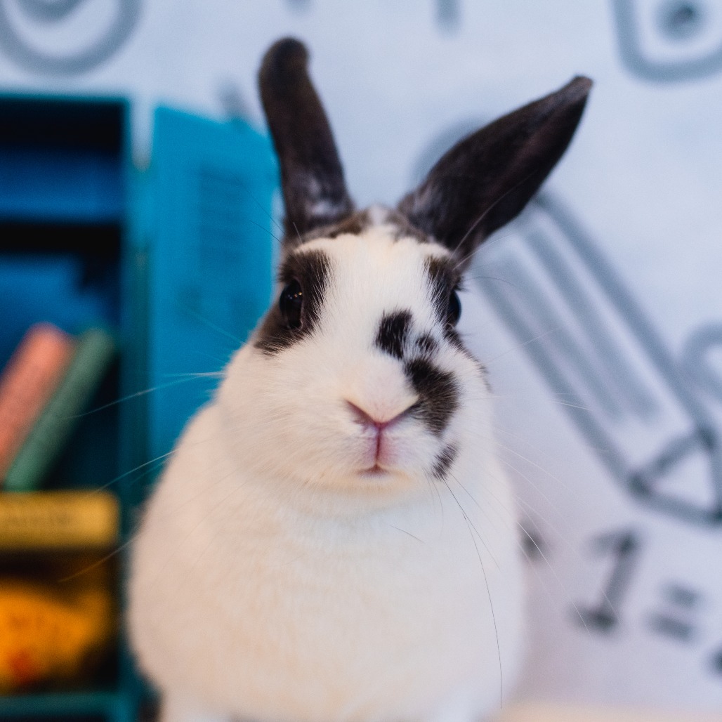 CHEESECAKE FACTORY - American available for adoption