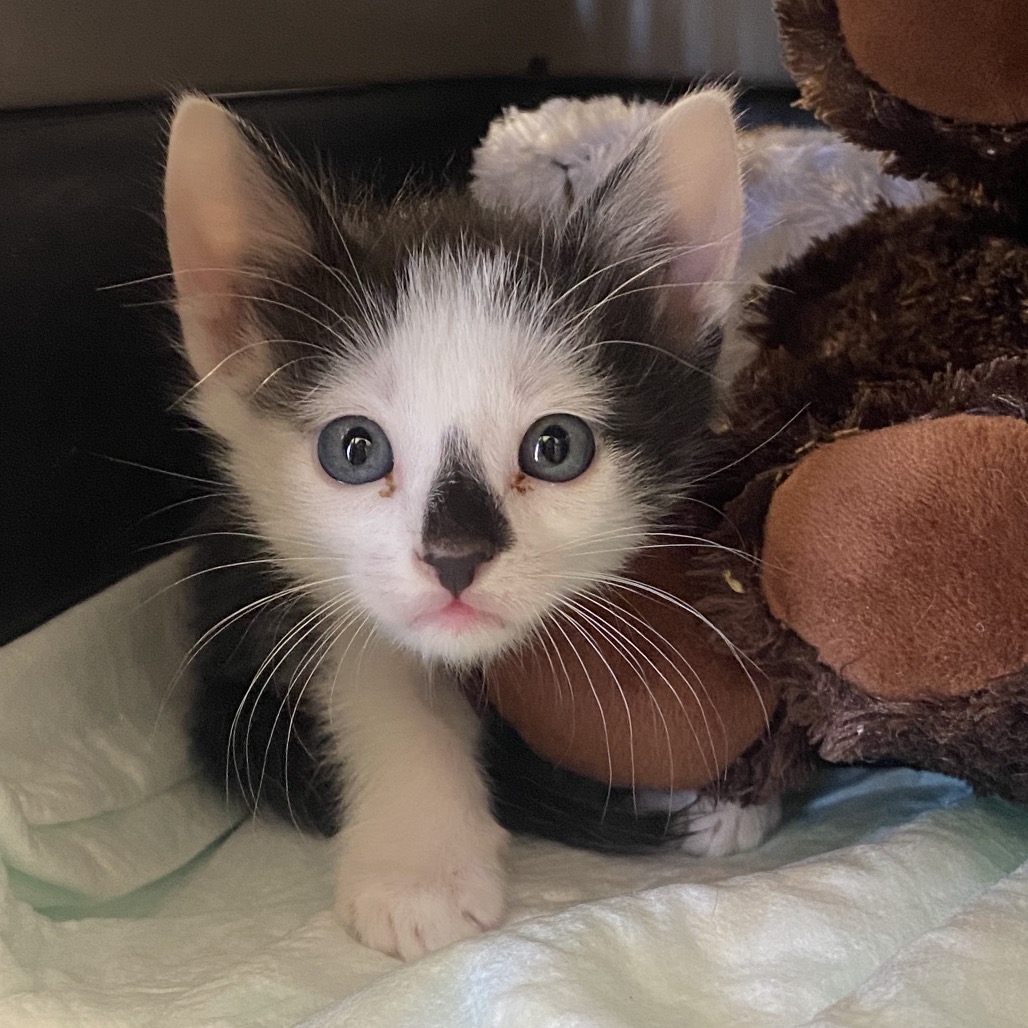 Tusc Stray 82332