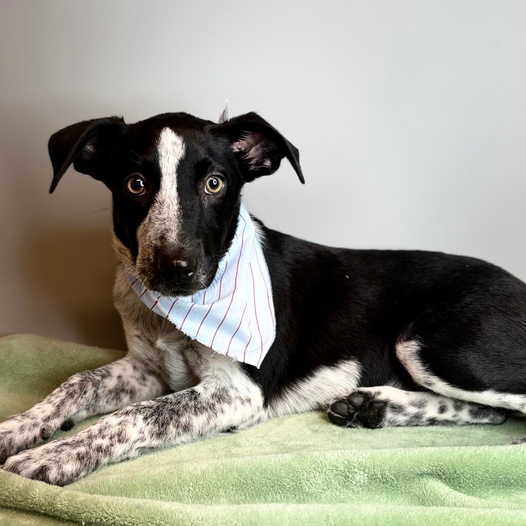MARSHA - Cattle Dog, Australian (Blue Heeler) / Retriever, Labrador for adoption in San Antonio