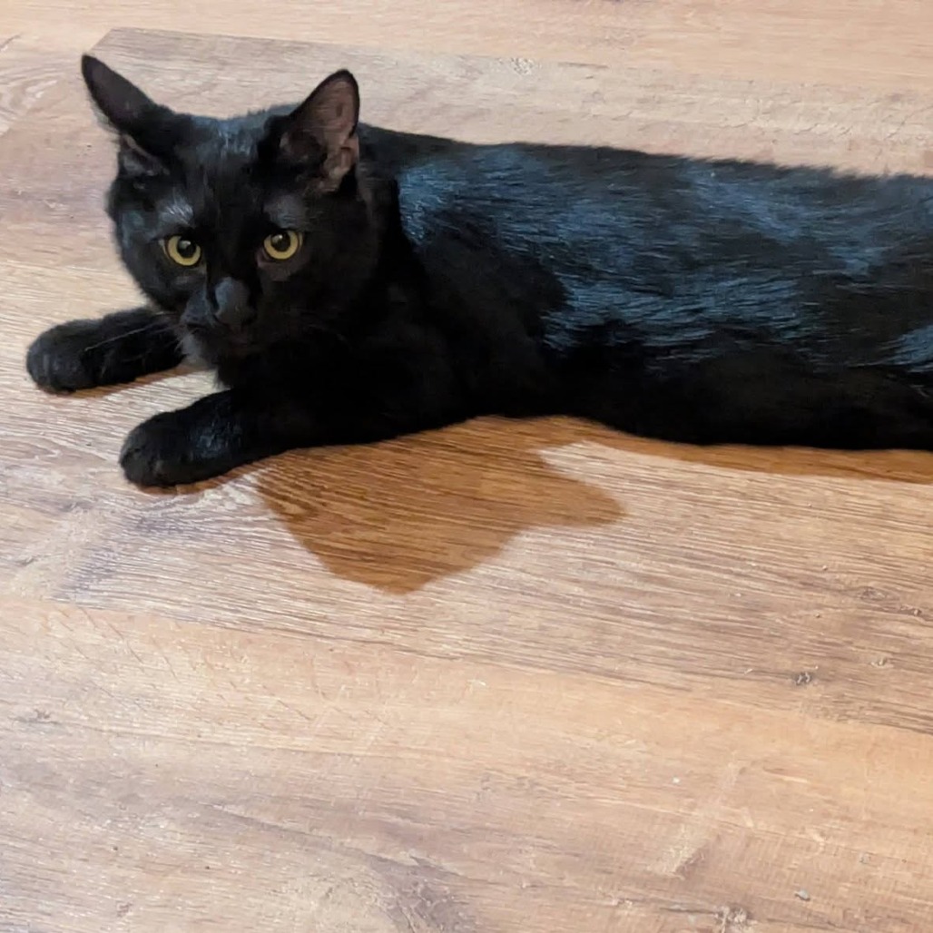 Licorice, photo 5