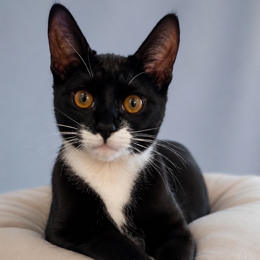 FOXY - Domestic Shorthair available for adoption