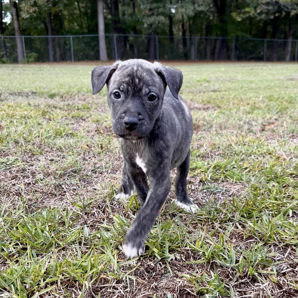 Rolo, photo 2