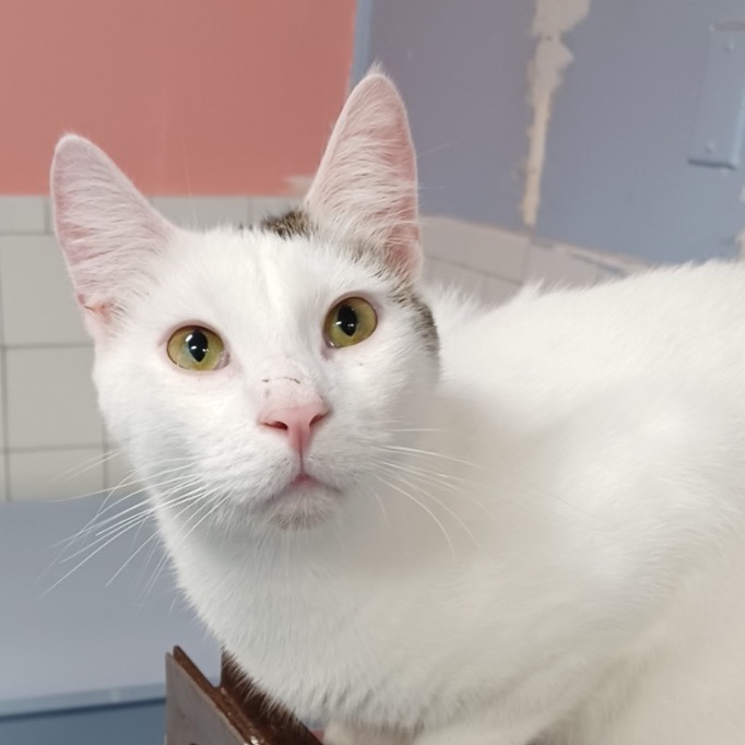 Close-up photo of Shrimp